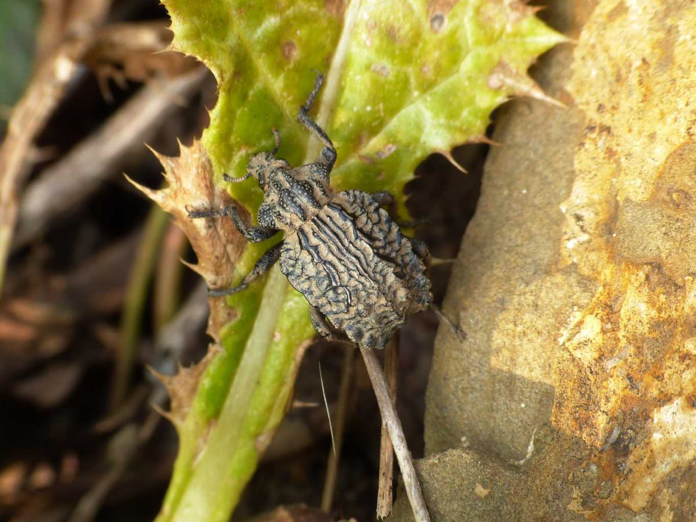 Brachycerus undatus